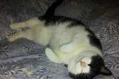 bella