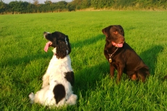 bracken_alfie