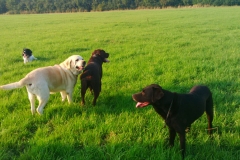 bracken_max_alfie_woody
