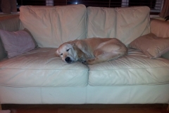 lottie
