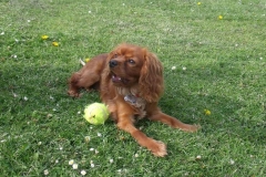 mylo