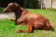 sable2